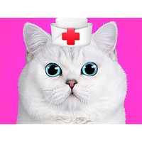 Cat Pet Doctor Dentist